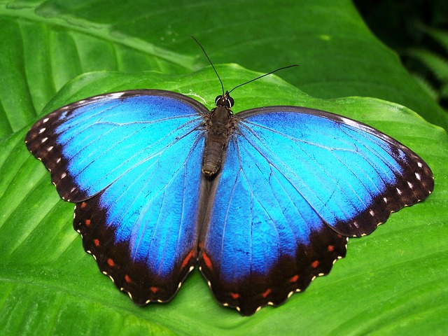 butterfly-142506_640
