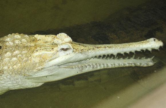 Bílý gaviál sundský - jediný na světě