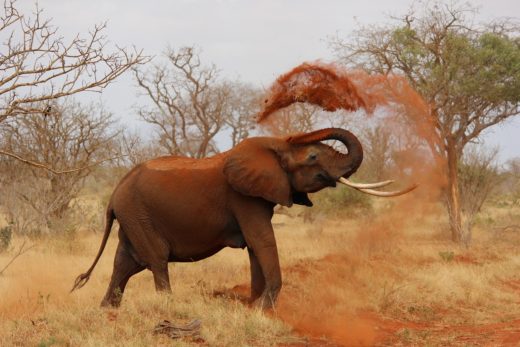 Slon v Keni